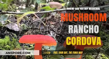 Discover Top Spots to Buy Medicinal Mushrooms in Rancho Cordova