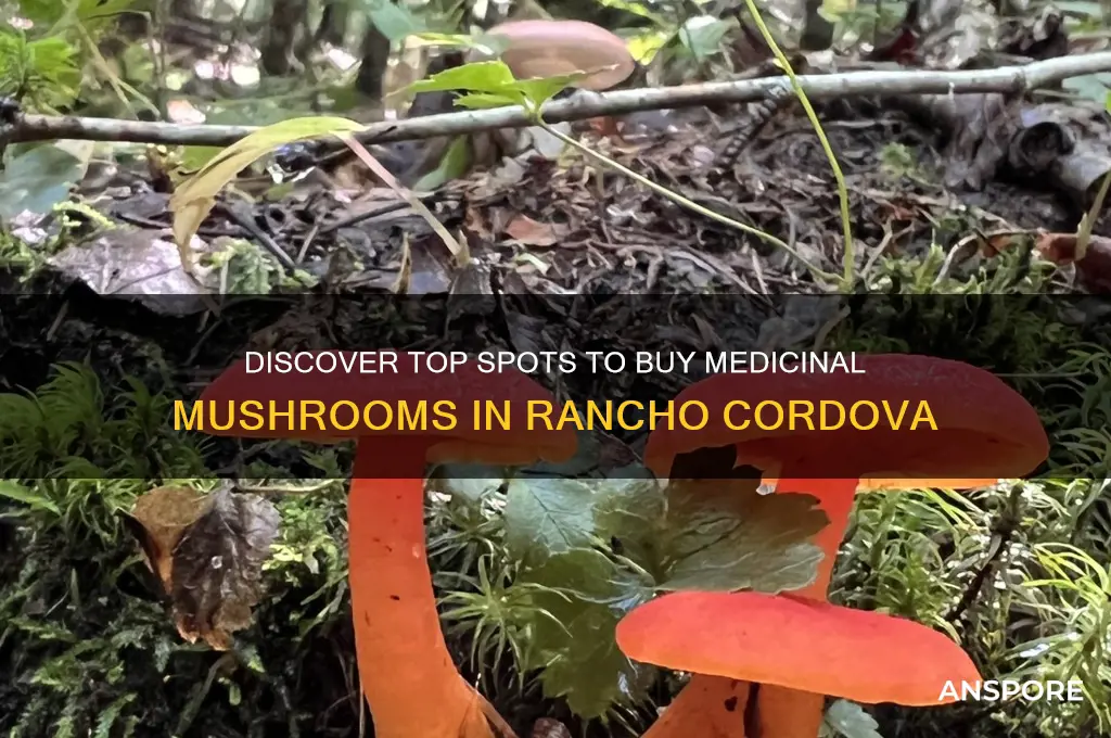 where can you buy medicinal mushrooms rancho cordova