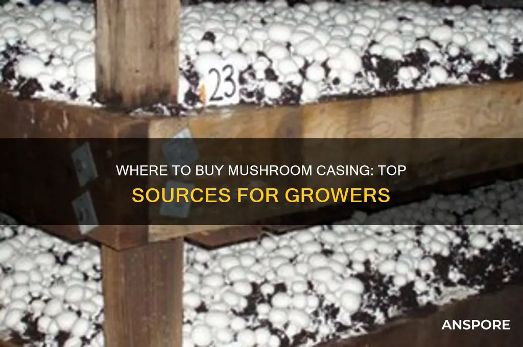 where can you buy mushroom casing