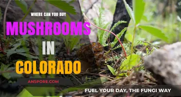 Discover Colorado's Best Spots to Buy Fresh Mushrooms Locally