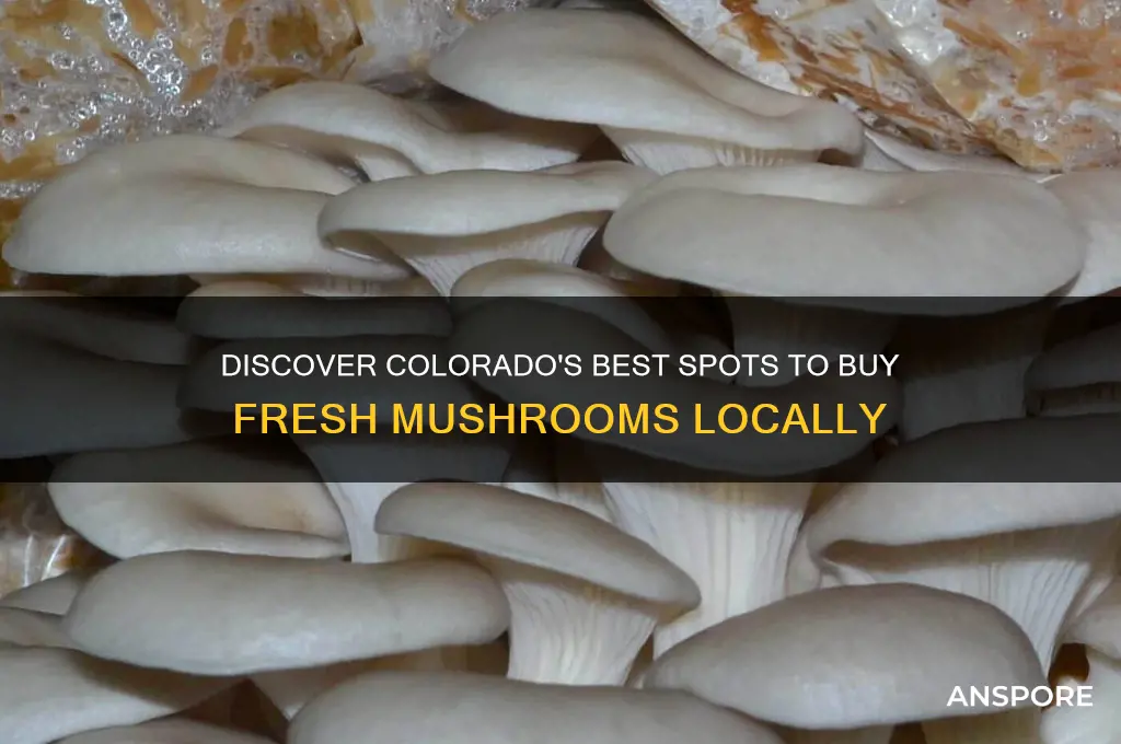 where can you buy mushrooms in colorado