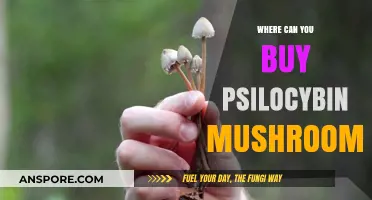 Where to Buy Psilocybin Mushrooms: Legal Sources and Safe Options