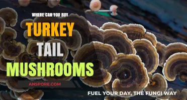 Discover Top Sources to Buy Turkey Tail Mushrooms Online & Locally