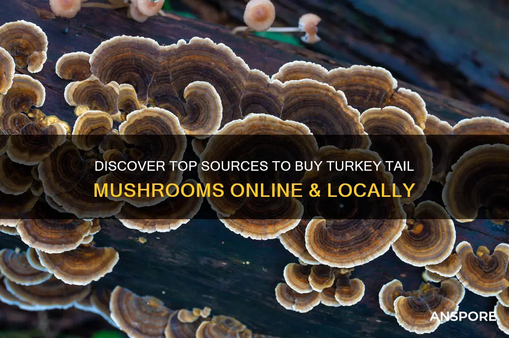 where can you buy turkey tail mushrooms