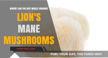 Where to Buy Whole Organic Lion's Mane Mushrooms: Top Sources