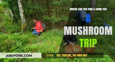 Discovering Mushroom Trip Guides: Essential Resources for Safe Psychedelic Exploration