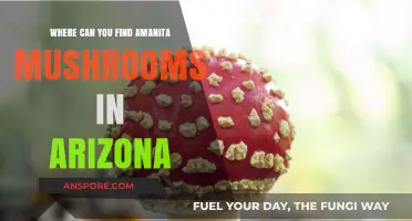 Discovering Amanita Mushrooms: Arizona's Hidden Spots and Foraging Tips