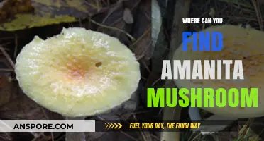 Discovering Amanita Mushrooms: Top Locations and Foraging Tips
