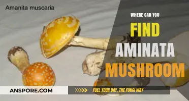 Discovering Aminata Mushrooms: Top Locations for Foraging and Finding