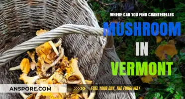 Discovering Chanterelles: Top Spots for Foraging in Vermont's Forests