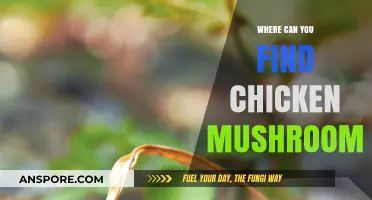 Discovering Chicken Mushroom: Top Locations for Foraging This Unique Fungus