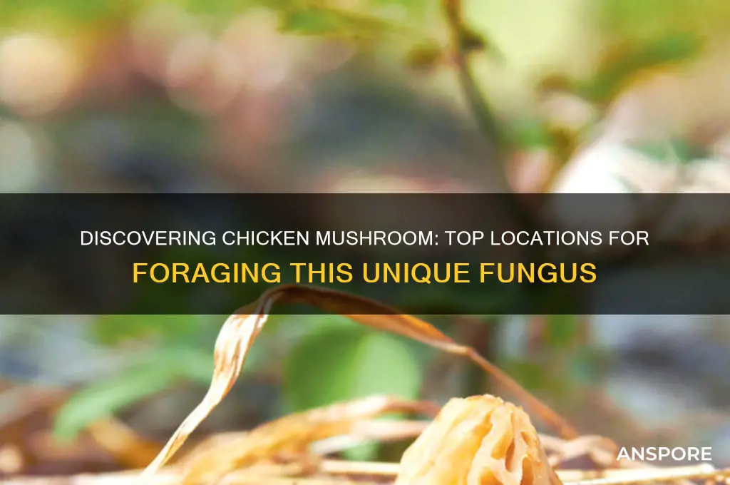 where can you find chicken mushroom
