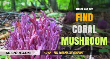Discovering Coral Mushrooms: Habitats and Foraging Tips for Enthusiasts