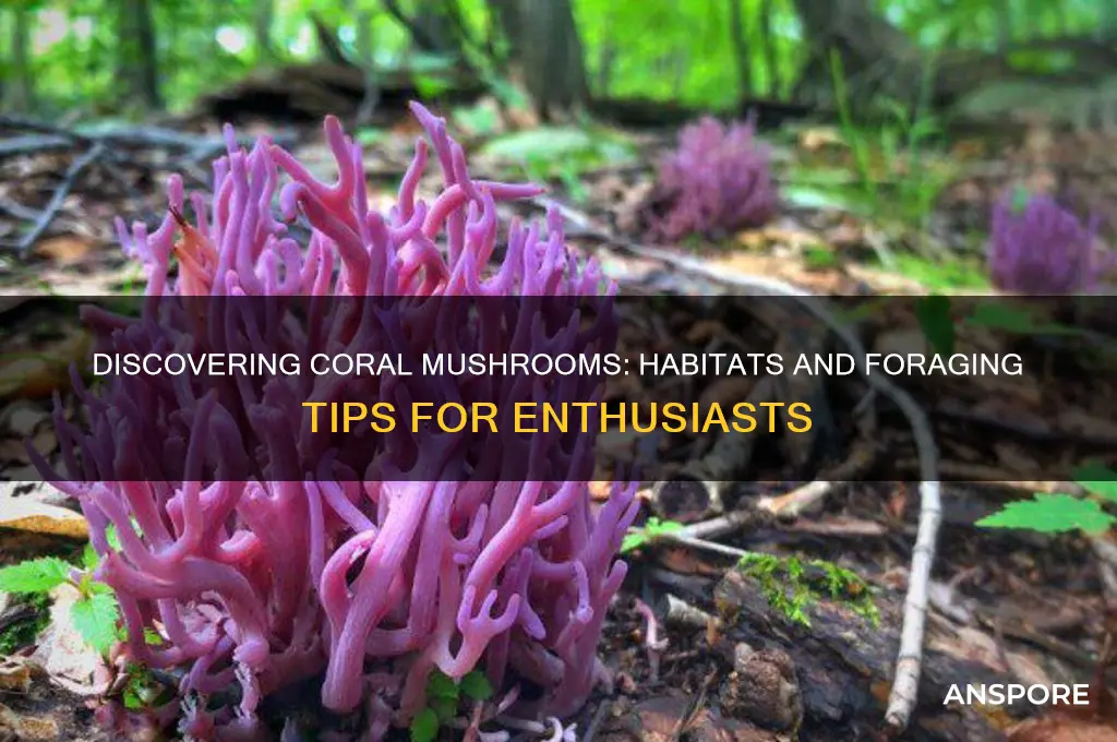 where can you find coral mushrooms