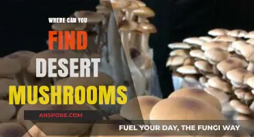 Discovering Desert Mushrooms: Surprising Locations for Arid Fungal Growth