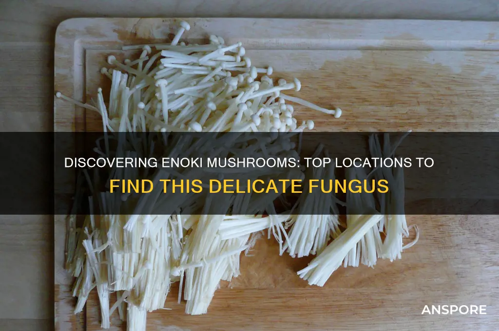 where can you find enoki mushrooms