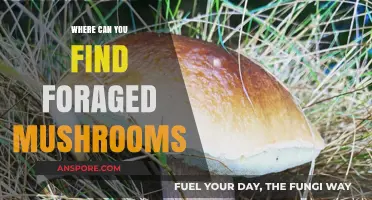 Discovering Wild Mushrooms: Top Spots for Foraging Adventures