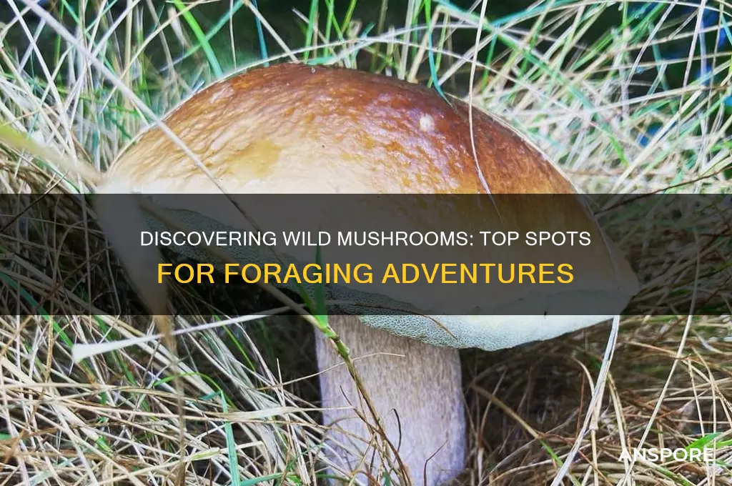 where can you find foraged mushrooms
