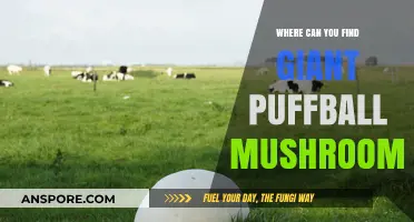 Discovering Giant Puffball Mushrooms: Prime Locations for Foraging Enthusiasts