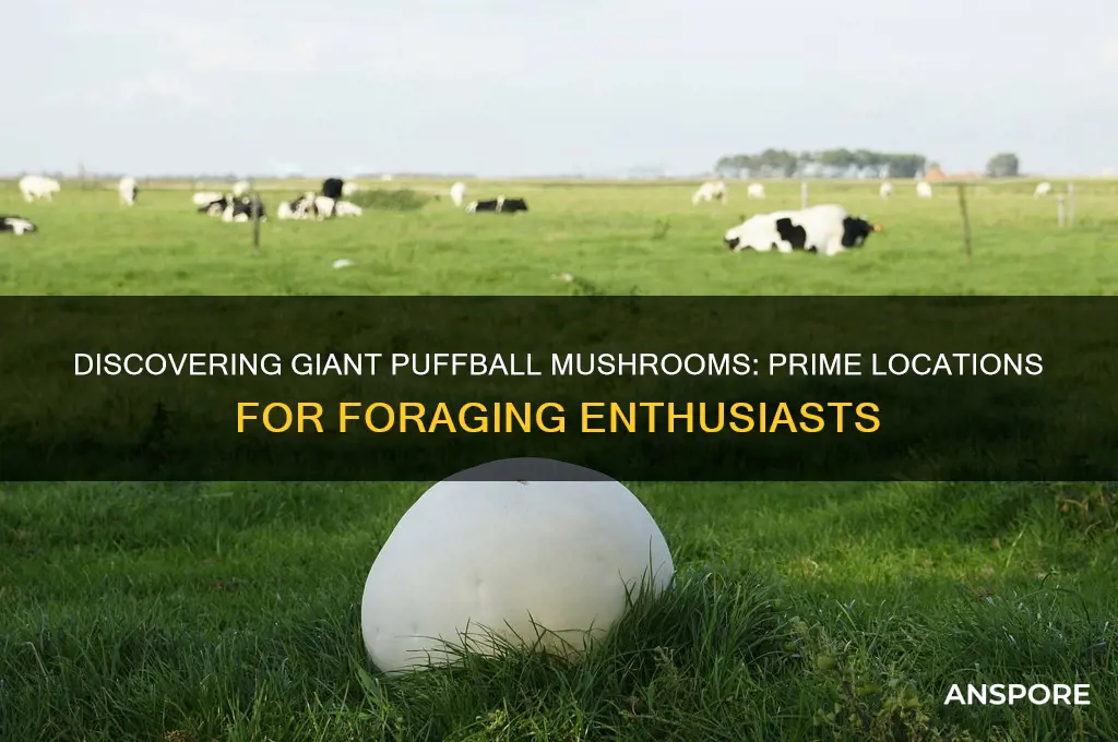 where can you find giant puffball mushrooms