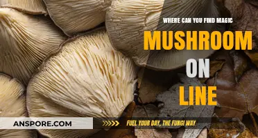 Discovering Magic Mushrooms Online: A Guide to Safe Sources