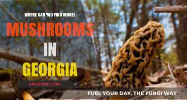 Discover Georgia's Best Morel Mushroom Hunting Spots and Tips