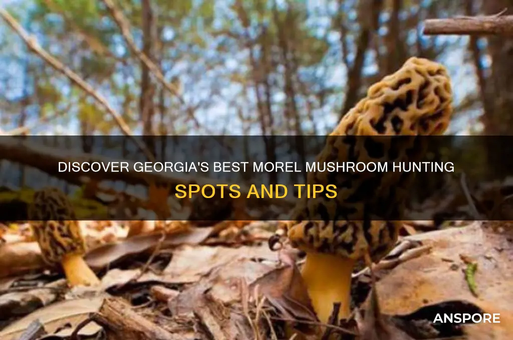 where can you find morel mushrooms in georgia