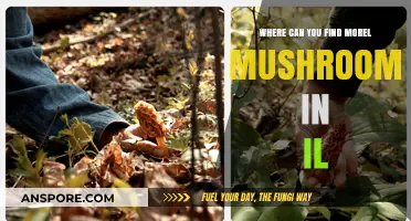 Discover Morel Mushrooms in Illinois: Top Spots and Hunting Tips