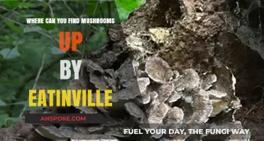 Mushroom Hunting Near Eatonville: Top Spots for Foraging Adventures