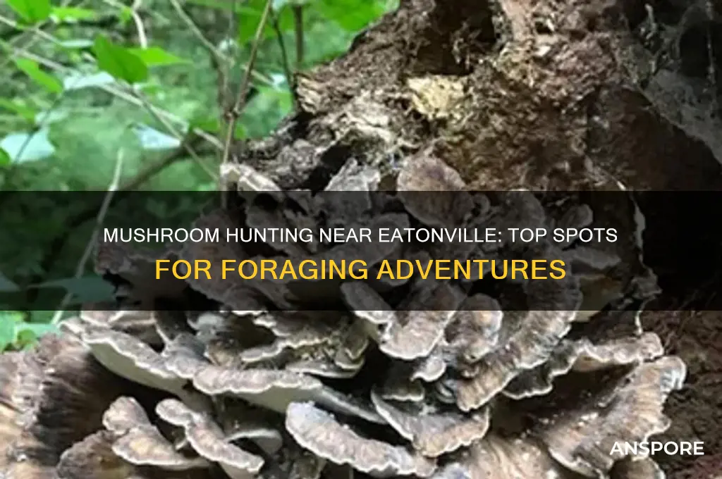 where can you find mushrooms up by eatinville