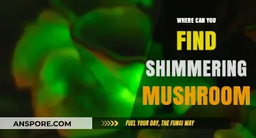 Discover Shimmering Mushrooms: Bioluminescent Wonders and Their Hidden Habitats