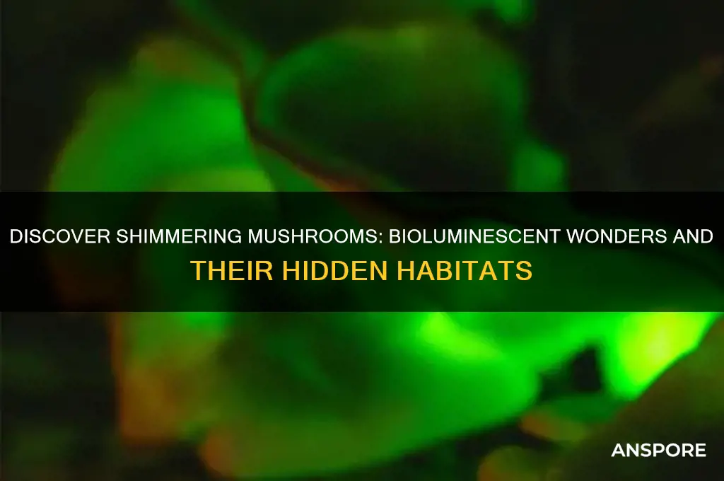 where can you find shimmering mushrooms
