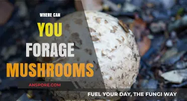 Discovering Edible Mushrooms: Top Foraging Spots and Safety Tips