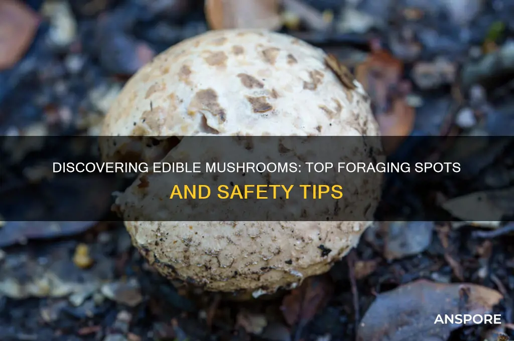 where can you forage mushrooms