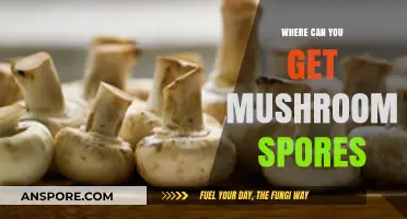 Discovering Reliable Sources for Mushroom Spores: A Comprehensive Guide