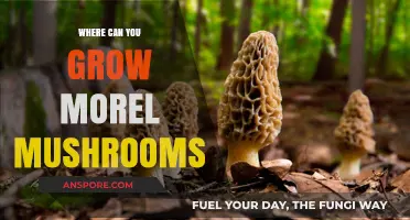 Discover Ideal Locations to Cultivate Morel Mushrooms Successfully