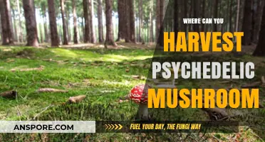 Exploring Nature's Hidden Gems: Psychedelic Mushroom Harvesting Locations