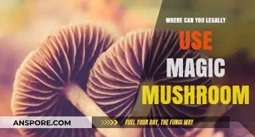 Legal Magic Mushroom Use: Where and How to Stay Compliant