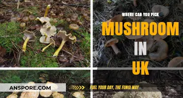 Best UK Spots for Mushroom Foraging: A Beginner's Guide