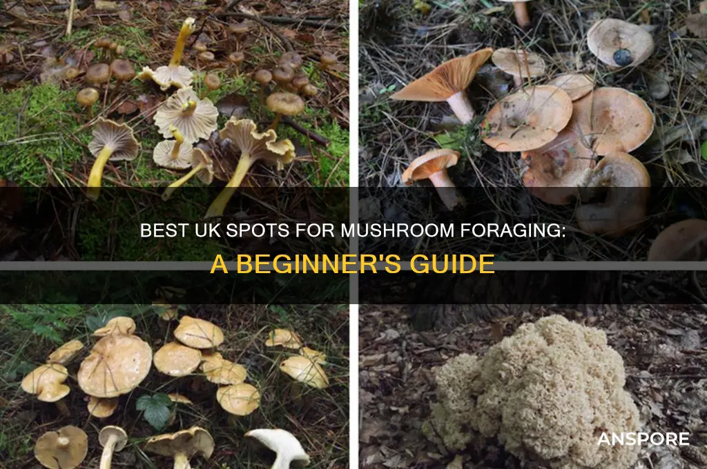 where can you pick mushrooms in uk
