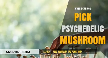 Exploring Nature's Hidden Gems: Where to Find Psychedelic Mushrooms Safely