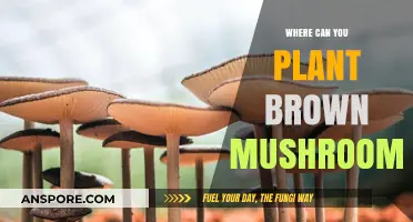Ideal Spots for Planting Brown Mushrooms in Your Garden