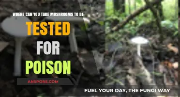 Safe Foraging: Where to Test Wild Mushrooms for Poison Risks