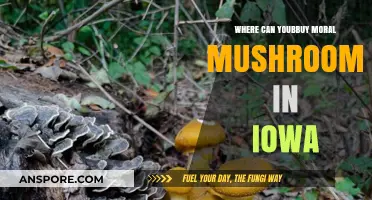 Discover Ethical Mushroom Sources in Iowa: A Buyer's Guide