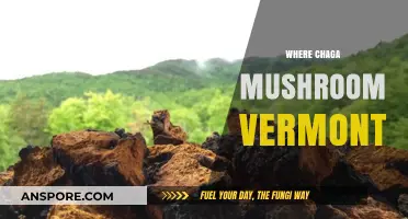 Chaga Mushroom Foraging in Vermont's Forests