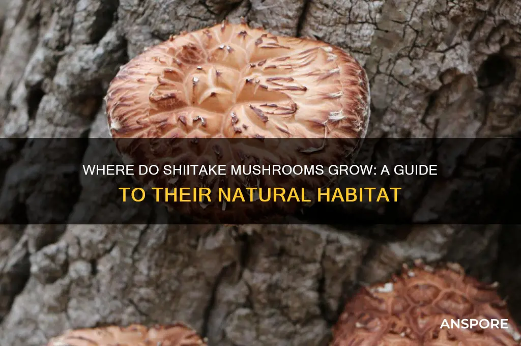 where deos a shiitake mushroom grow