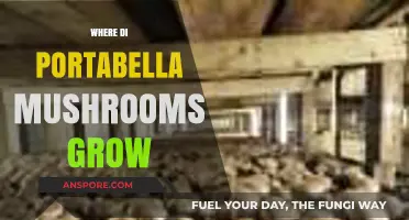 Where Do Portabella Mushrooms Grow: Unveiling Their Natural Habitat