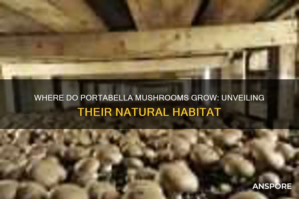 where di portabella mushrooms grow