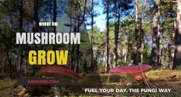 Unveiling the Hidden Habitats: Where Do Mushrooms Naturally Grow?