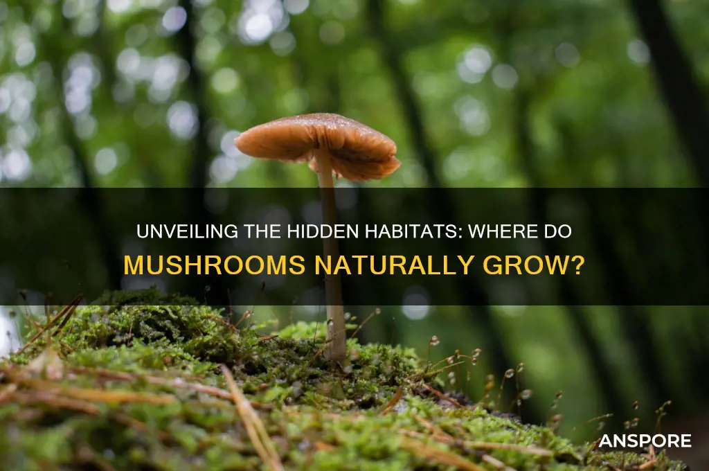 where did mushroom grow